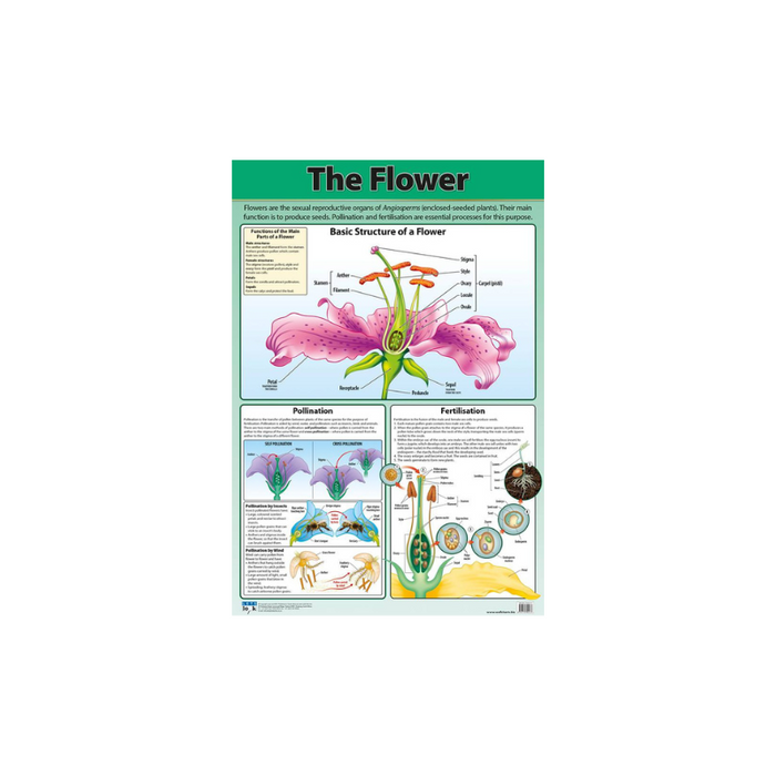 The Flower - wall poster