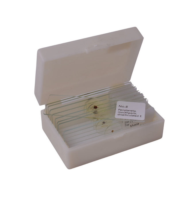 Insect Anatomy slide set of 9