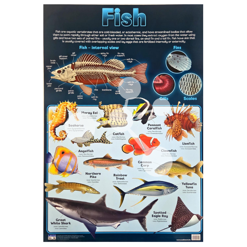Fish Wall Chart