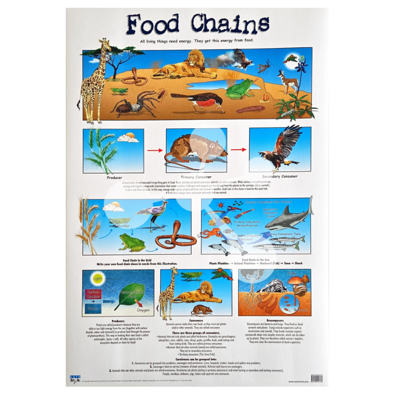 Food Chains Wall Chart