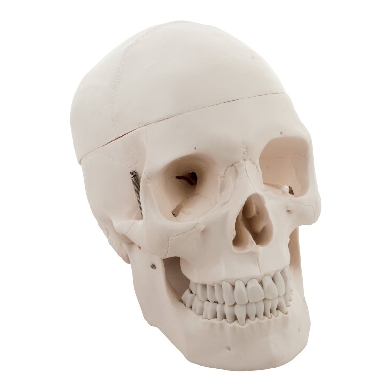 Human Adult Skull Anatomical Model, 3 Part