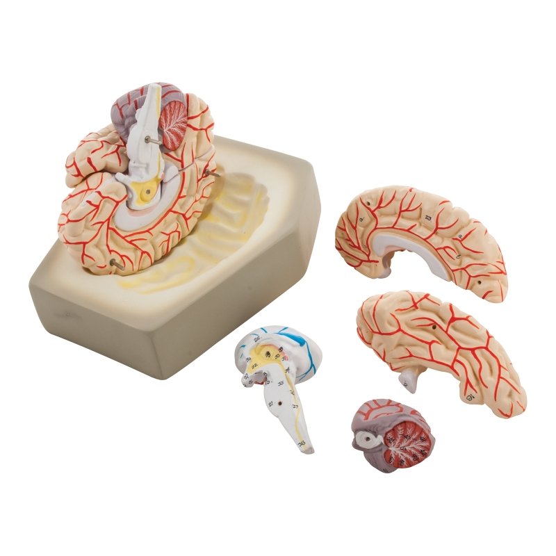 Human Brain with Arteries - 8 Parts