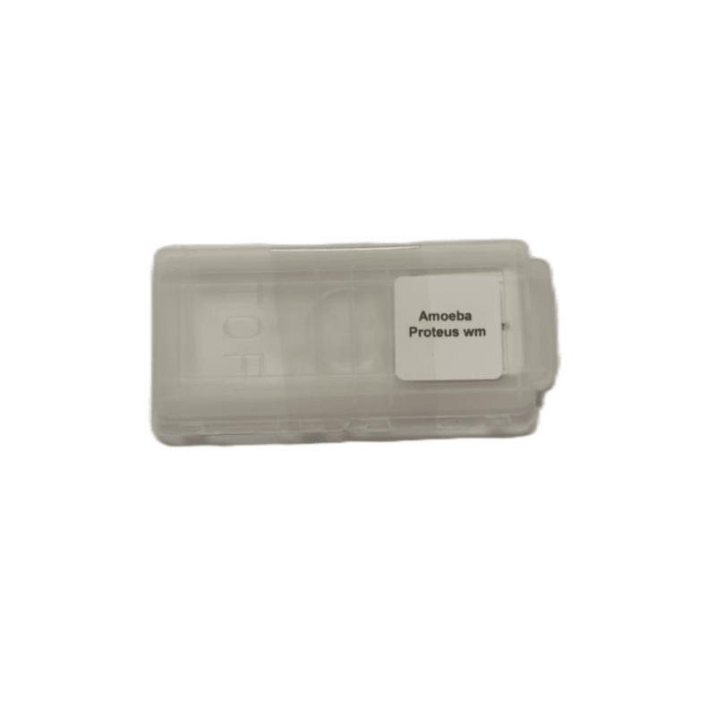 Microscope Slide - Amoeba Proteus wm Individually packed in PP slide mailer