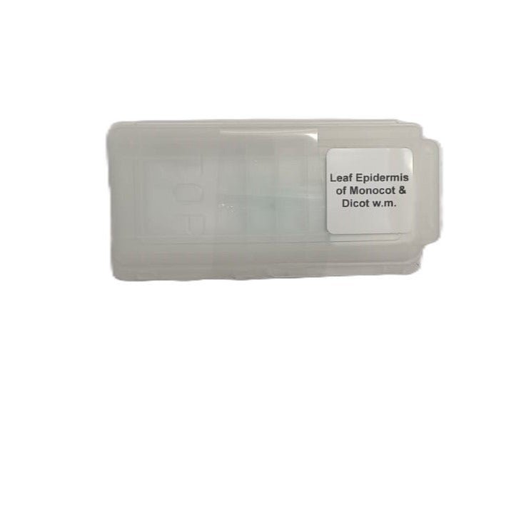 Microscope Slide - Leaf Epidermis of Monocot & Dicot w.m. Individually packed in PP slide mailer