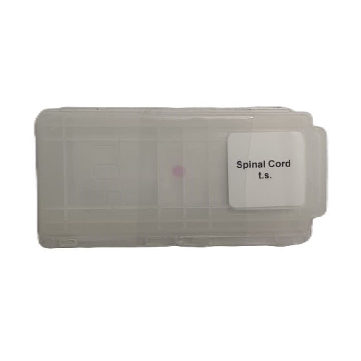 Microscope Slide - Spinal Cord t.s. Individually packed in PP slide mailer