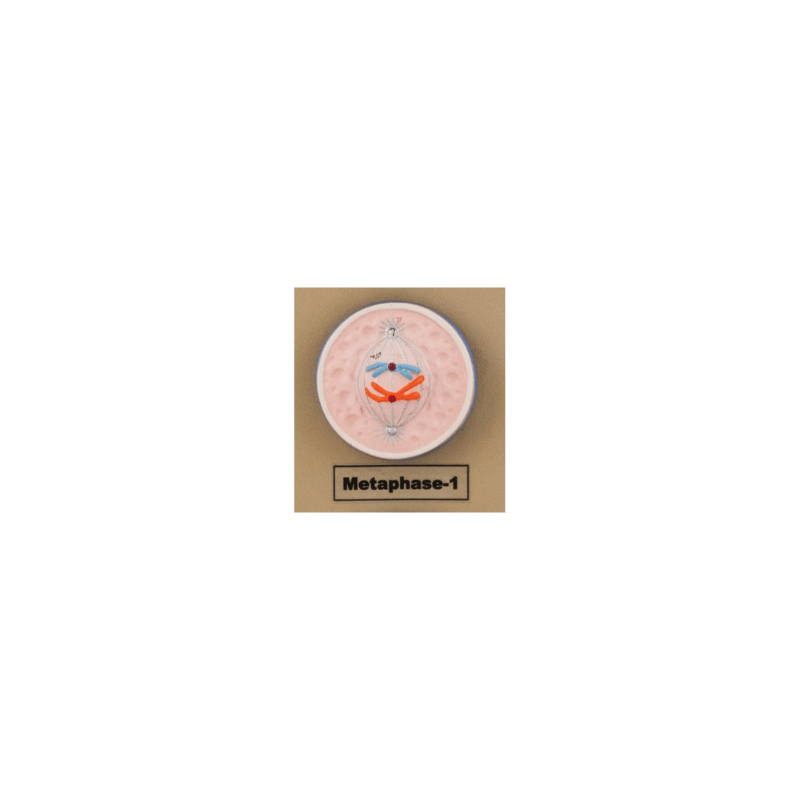 Model Animal Cell Division Meiosis - Mini