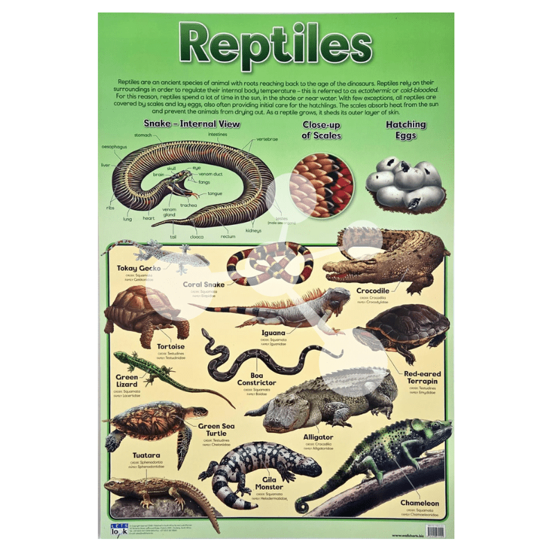 Reptiles Wall Chart