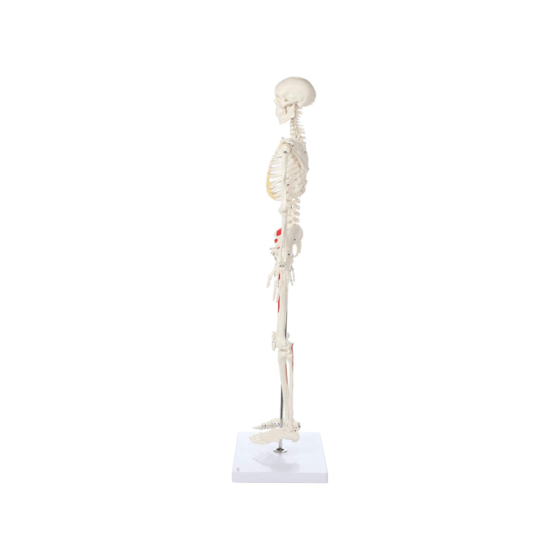 Skeleton Half - size - Showing Muscles and Ligaments, Adult Human