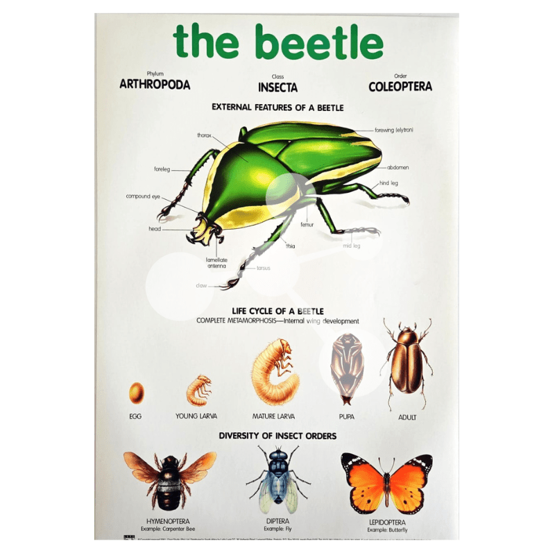 The Beetle Wall Chart