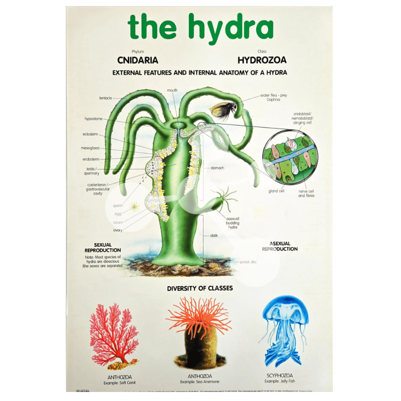 The Hydra Wall Chart