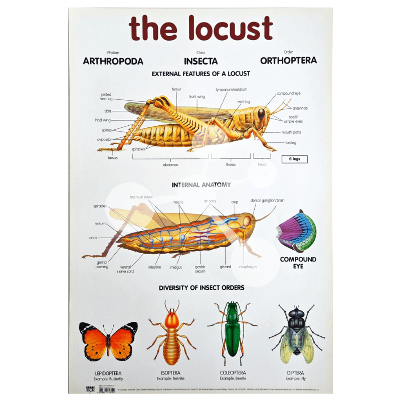 The Locust Wall Chart