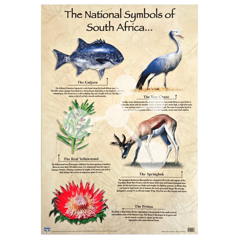 The National Symbols of South Africa Wall Chart