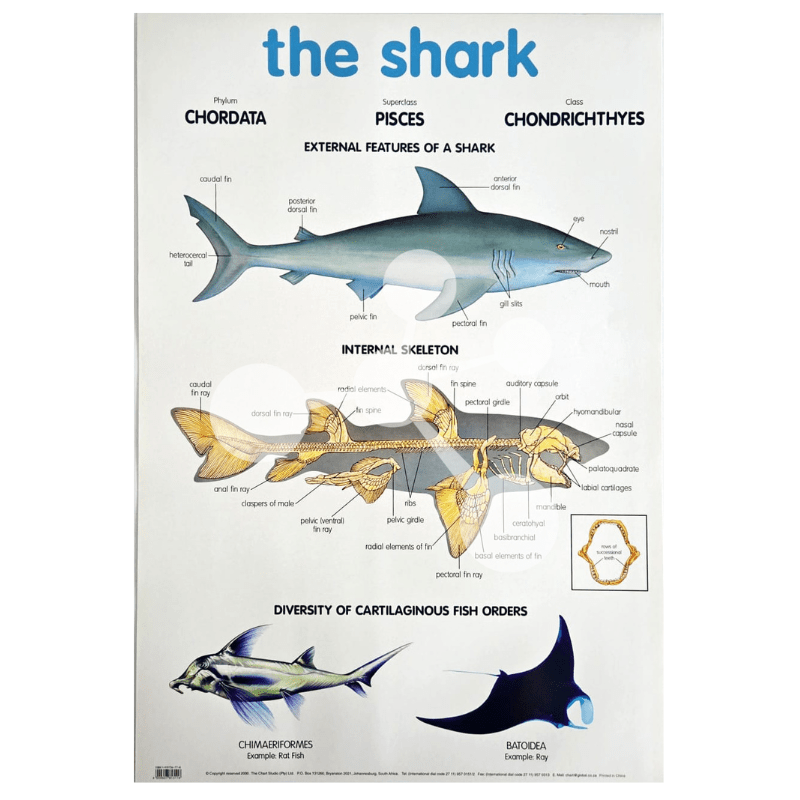 The Shark Wall Chart