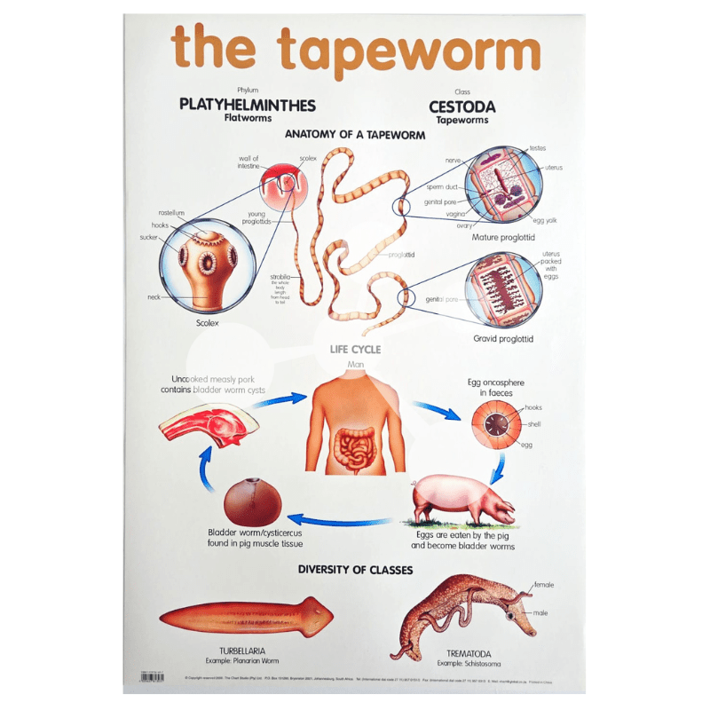 The Tapeworm Wall Chart