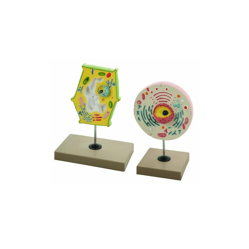 Plant and Animal Cell Comparison Models