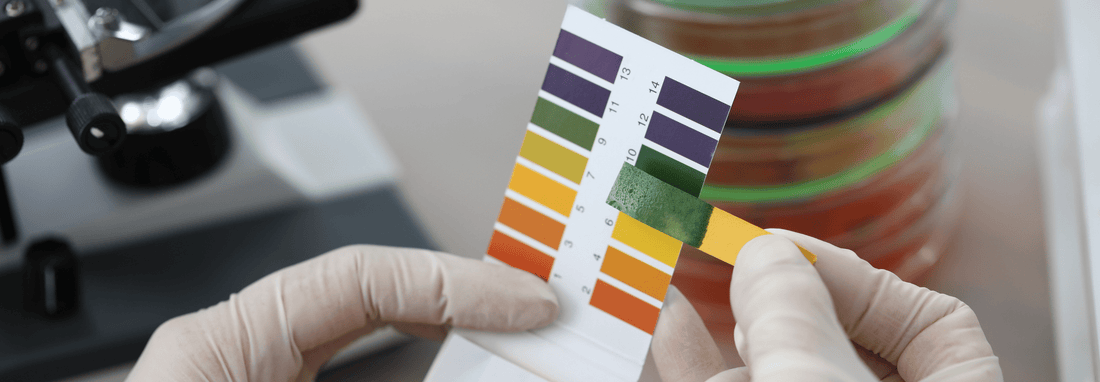Red and blue litmus paper strips showing colour change in acidic and alkaline solutions
