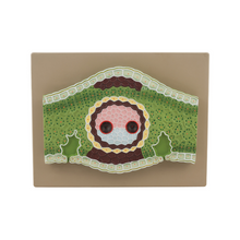Monocot Leaf Model, Vertical Section - 300x Magnified