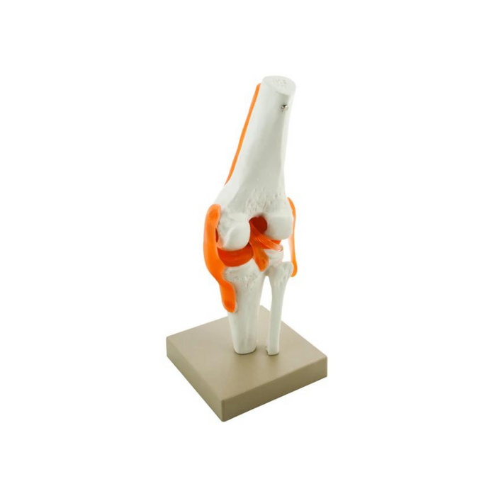 Model, Human Knee Joint - on base