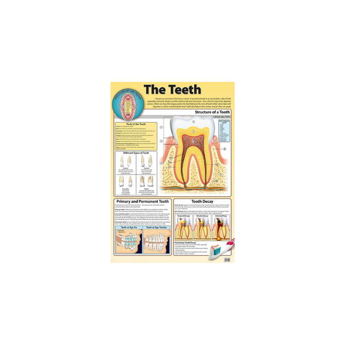 The Teeth - Poster