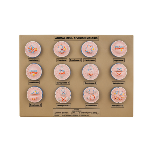 Model Animal Cell Division Meiosis - Mini