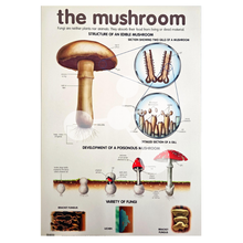 The Mushroom Wall Chart