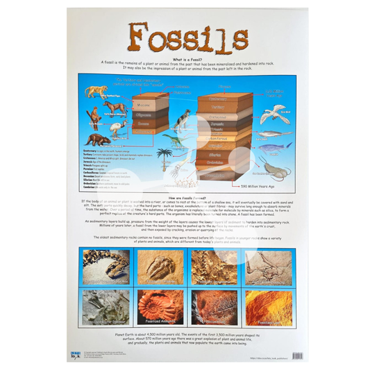 Fossils Wall Chart