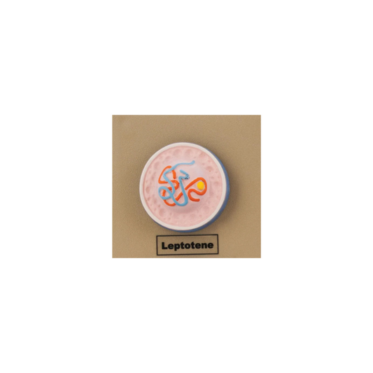 Model Animal Cell Division Meiosis - Mini