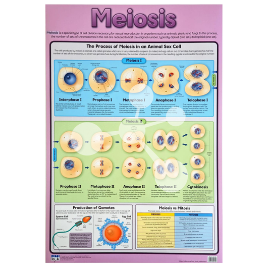 Meiosis Wall Chart