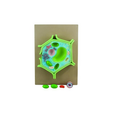 Plant Cell