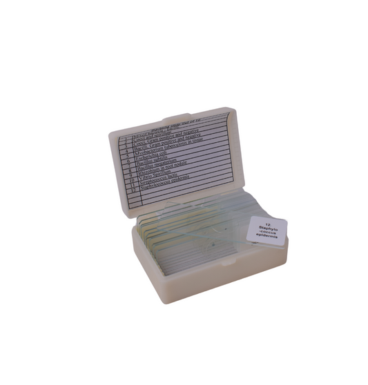 Bacteria slide Set of 12