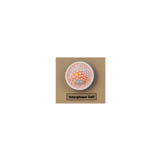 Model Animal Cell Division Mitosis - Mini
