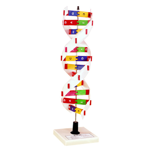 DNA Molecular Model Kit