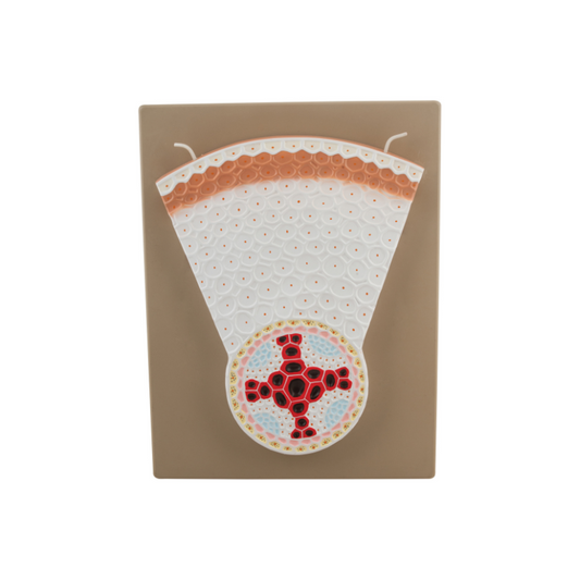Dicot Root Model - Transverse Section with Hand Painted Details
