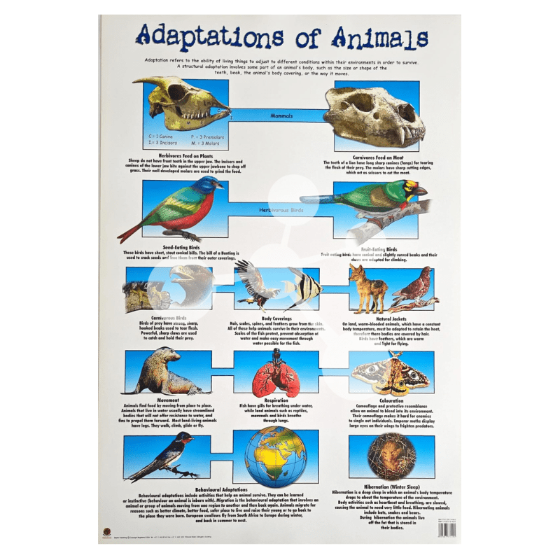 Adaptations of Animals Wall Chart