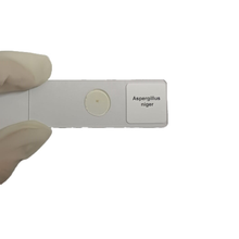 Microscope Slide - Aspergillus niger Individually packed in PP slide mailer