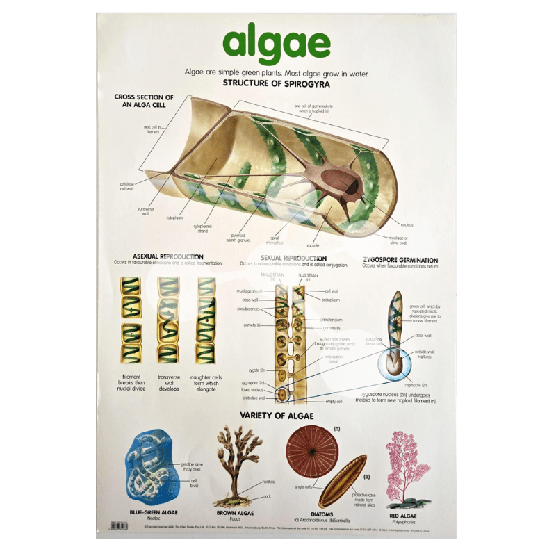 Algae Structure Animation Algae Wall Chart Structure and Reproduction Poster — SmartLabs