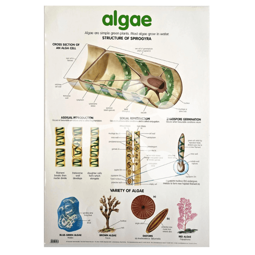 Algae Wall Chart