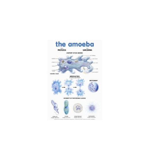 Amoeba - Wallchart