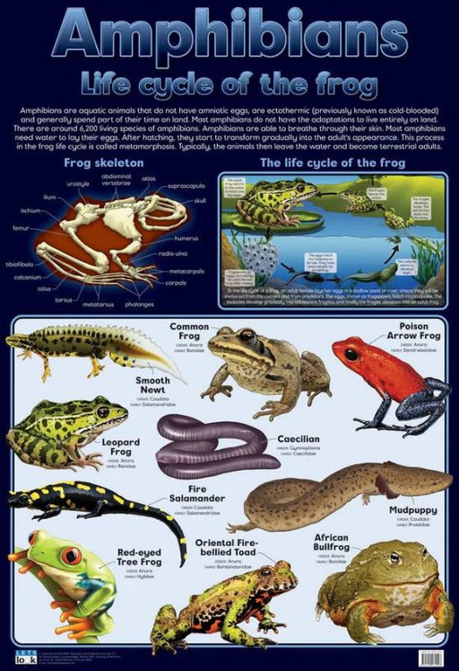 Amphibians life cycle of the frog - Wall Chart