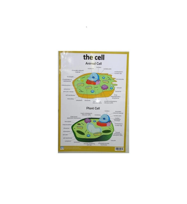 Animal and plant cell combined - Wallchart