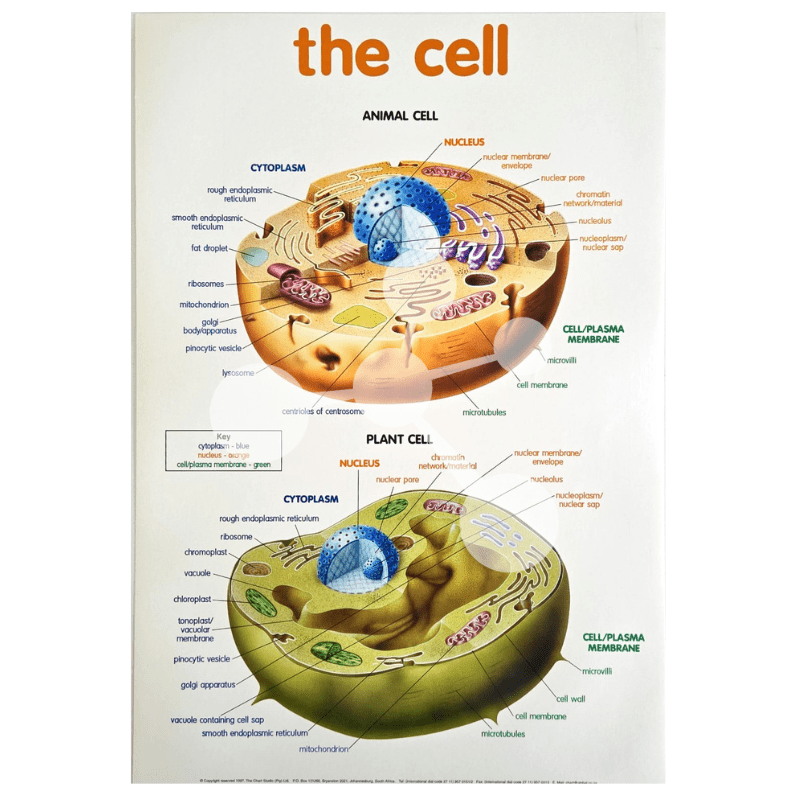 Animal and Plant Cell Wall Chart Biology Poster — SmartLabs