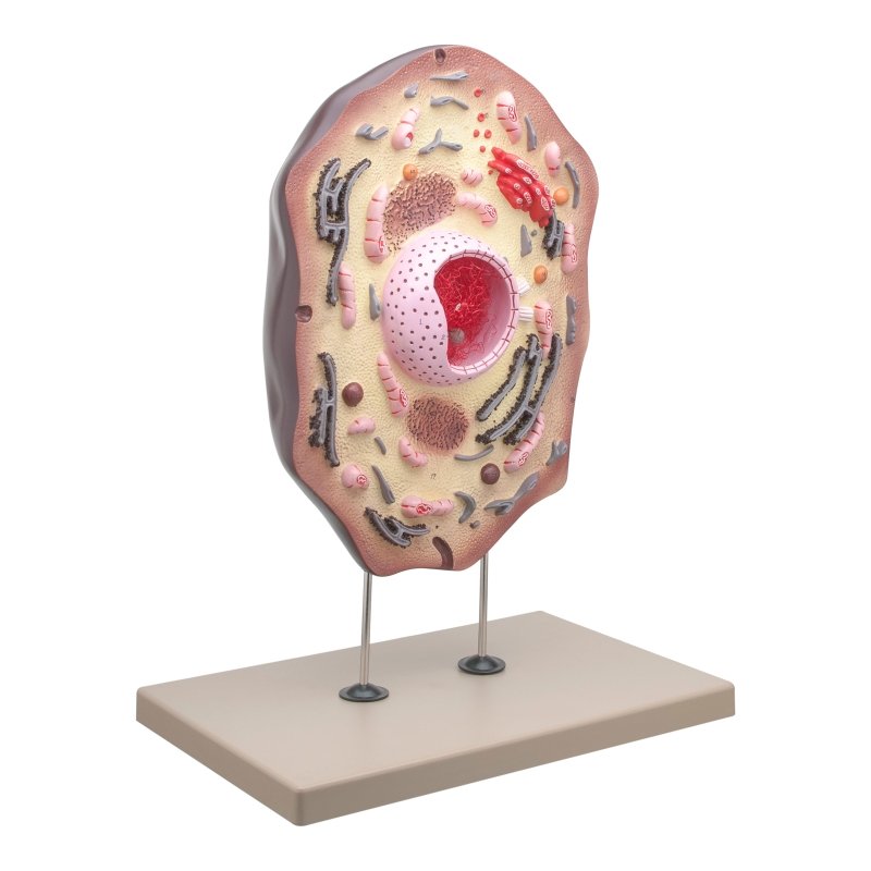 Animal Cell