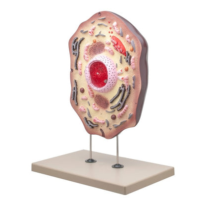 Animal Cell