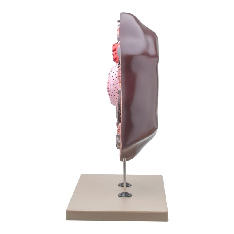 Animal Cell