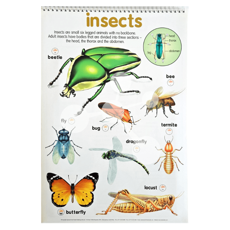 Insects poster with beetle butterfly bee locust and body parts diagram