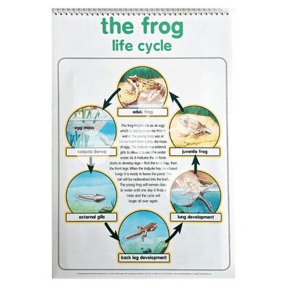 Frog life cycle diagram showing egg tadpole and adult frog stages