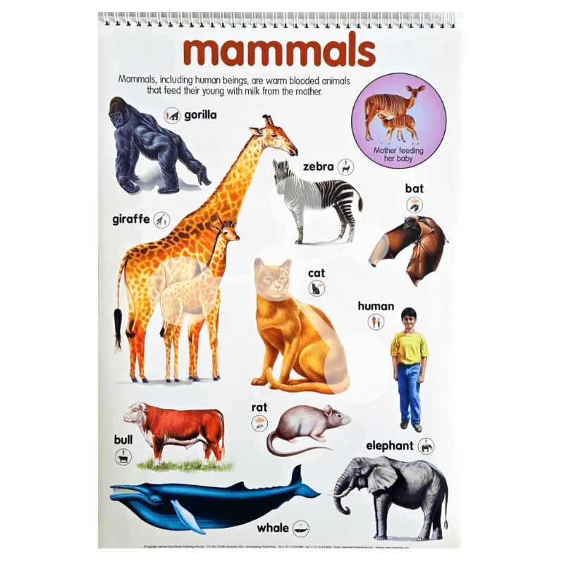 Mammals poster with giraffe zebra elephant human and whale examples