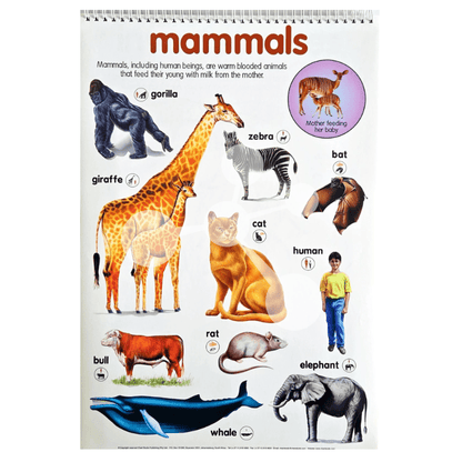 Mammals poster with giraffe zebra elephant human and whale examples