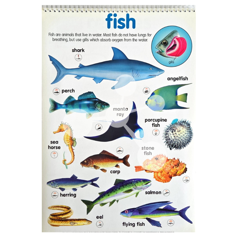 Fish classification poster with shark perch eel and gill breathing diagram