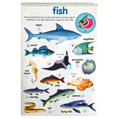 Fish classification poster with shark perch eel and gill breathing diagram